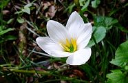 110902-tamasudare.jpg(8521 byte)