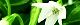110902-tougarasi-s.jpg(1730 byte)