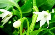 110902-tougarasi.jpg(7973 byte)