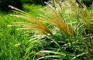 110910-susuki.jpg(12042 byte)