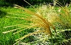 110910-susuki2.jpg(7727 byte)