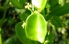 110913-onidokoro2.jpg(4343 byte)