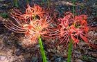 110919-higanbana.jpg(6710 byte)