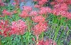 110927-manjyu3.jpg(7037 byte)