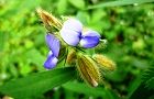 110906-tanukimame.jpg(4869 byte)