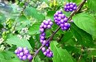 110908-murasak.jpg(6691 byte)