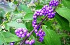110908-murasaki2.jpg(6835 byte)