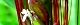 110910-kodaimai-s.jpg(1551 byte)
