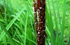110910-kodaimai2.jpg(5219 byte)