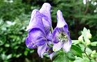 110927-torikabuto.jpg(6038 byte)