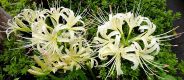珍しい白色の曼珠沙華。'11.09.30.