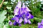 111003-torikabuto.jpg(6609 byte)