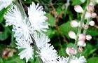 111004-inusyoma.jpg(6161 byte)