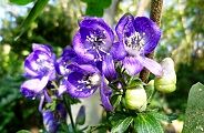 111004-torikabuto.jpg(10109 byte)