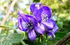 111004-torikabuto2.jpg(6050 byte)