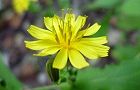 111004-yakusiso2.jpg(4110 byte)