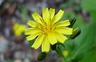 111004-yakusiso3.jpg(4185 byte)