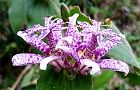 111006-hototogisu2.jpg(6188 byte)