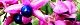 111006-kusagi-s.jpg(1877 byte)