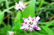 111006-mizosoba.jpg(6895 byte)