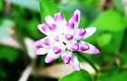 111006-mizosoba2.jpg(4575 byte)