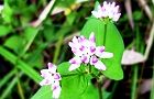 111006-mizosoba3.jpg(5694 byte)