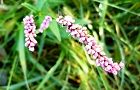 111007-inutade.jpg(6063 byte)