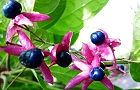 111007-kusagi3.jpg(6116 byte)