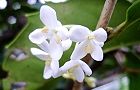 111008-ginmoku.jpg(4761 byte)