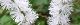 111008-inusyoma-s.jpg(1607 byte)