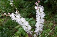 111008-inusyoma.jpg(9161 byte)