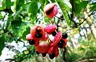 111006-gonzui.jpg(7423 byte)