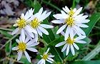 111007-ciroyomena.jpg(6844 byte)