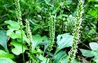 111007-oobako3.jpg(7609 byte)