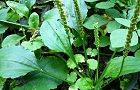 111007-oobako4.jpg(6945 byte)
