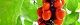 111008-kobusi-s.jpg(1566 byte)