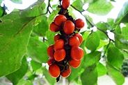 111008-kobusi.jpg(8443 byte)