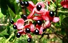 111018-gonzui2.jpg(6784 byte)