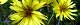 111018-oonigana-s.jpg(1760 byte)