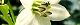111018-piiman-s.jpg(1630 byte)