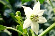 111018-piiman.jpg(7288 byte)