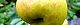 111020-boke-mi-s.jpg(1509 byte)