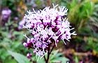 111020-hujibakama3.jpg(6202 byte)
