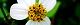 111028-sirobanasen-s.jpg(1508 byte)