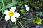 111028-sirobanasen4.jpg(5200 byte)