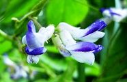 110927-yabumame.jpg(6819 byte)