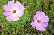 111003-kosumosu.jpg(9895 byte)