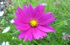 111004-kosumosu.jpg(5222 byte)