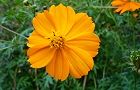 111004-kosumosu2.jpg(5273 byte)