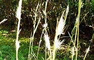 111007-meriken.jpg(12305 byte)